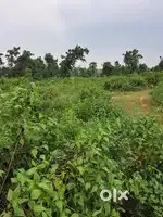 1 Acre Prime Agriculture Land for Sale near Baliapur, Dhanbad