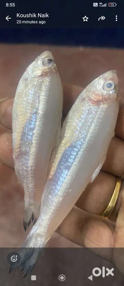 Required cook for tawa fish fry