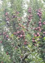 20 mar laland sale for 25lakh Panchari UDHAMPUR 182125
