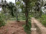 33 Cent Coconut Farm Land for Sale in 1 Kms from Pambanvilai,A.N.Kudy