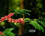 Chikkamgaluru - 251-acre coffee plantation
