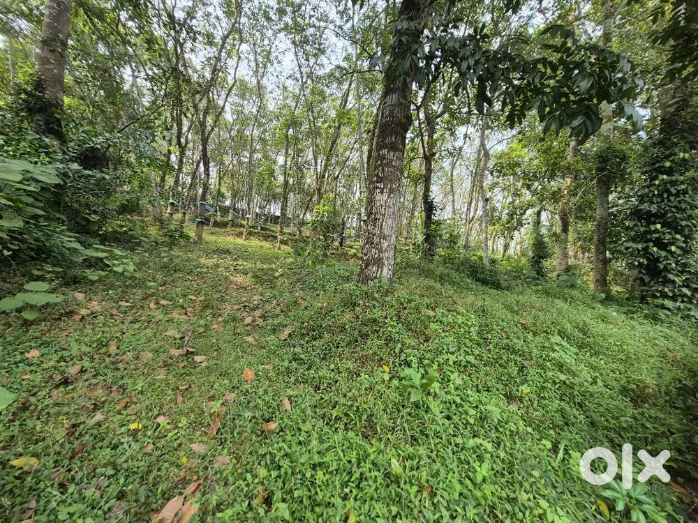 PLOT FOR SALE 95 CENT (കാക്കനാട് ഇൻഫോ പാർക്ക്‌ 6 KM)