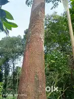 ആഞ്ഞിലി തടി