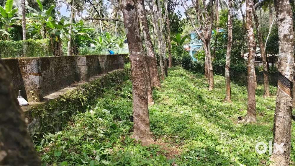 കടയ്ക്കൽ 1 ഏക്കർ റബർ പുരയിടം കൊടുക്കാനുണ്ട്