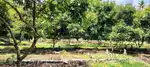 1 ACRE LAND FOR SALE AT CHALAKUDY KONNAKUZHI