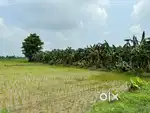 Plot Sell in Bihar Bengal bordar 20 Lakh Per bighha