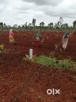 Agriculture Managed Farm 6534sqft at Gouribidnur Call now for details