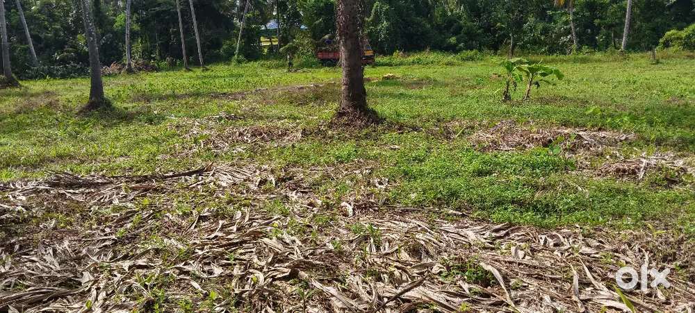 NH 100 meter distance koonammavu