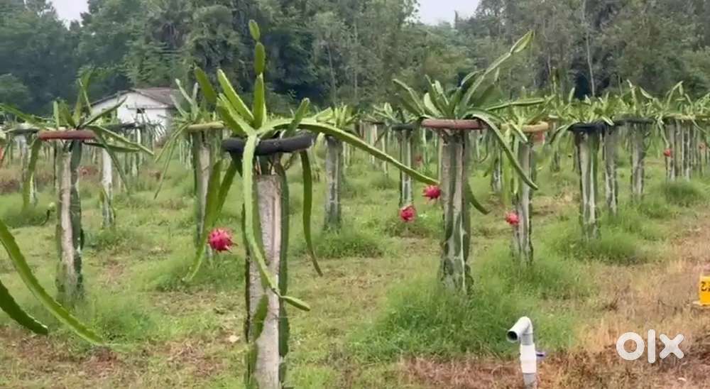 Kothhavalasa near by with dragon plants tho ready to construction plot