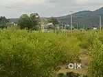 Sales for DTCP aproval plot,No Road  Cost