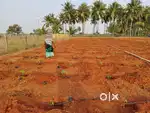 50 cents  Red Soil Agri Land sale