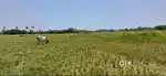 23 lakh per Acre Only,5 Acres Agriculture land for sale