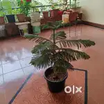 Christmas tree 3 ft