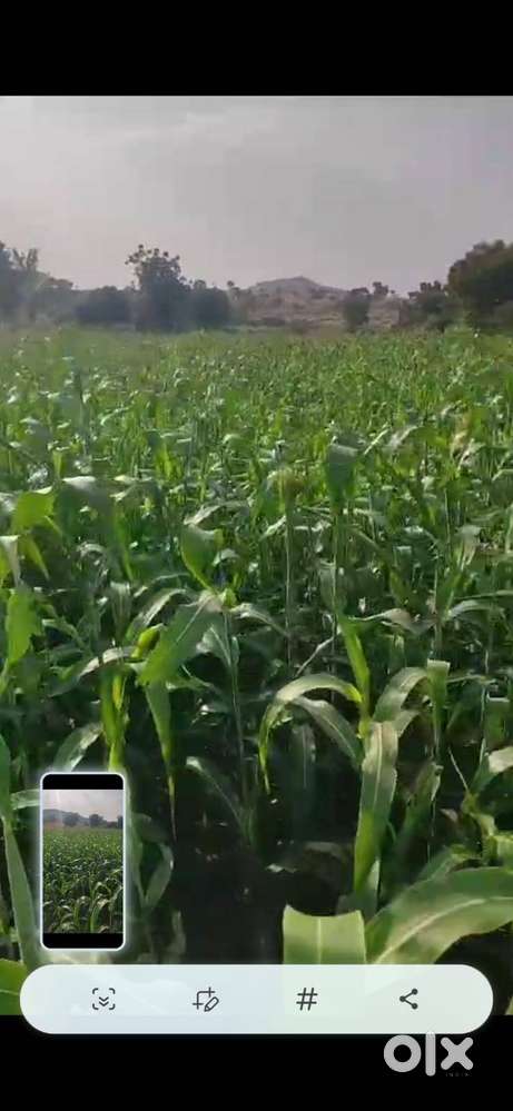 Agricultural Land Near Jejuri MIDC