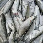 Do you want fresh she food items ?