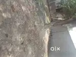 Nexon with sunroof
