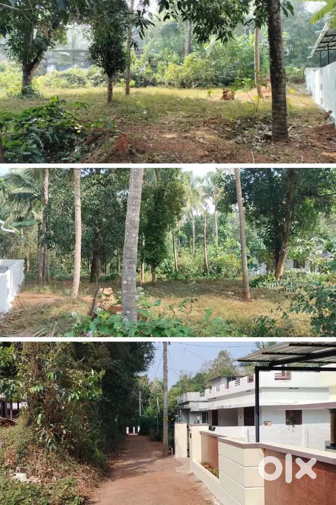 12 cent plot for sale / 12 സെന്റ് സ്ഥലം വില്പനക്ക്