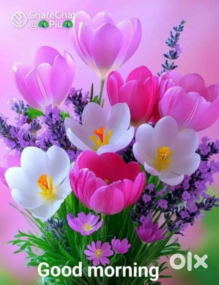 Double beded room for single or double male paying guest