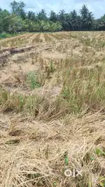 25 cents agriculture land for sale, Mummidivaram (Thotlapalem)