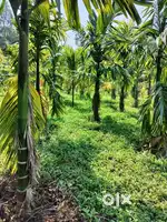 Plot for Sale -54 Cents -Agricultural Land-Kadaba