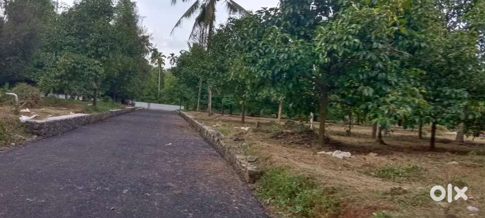 RESIDENTIAL PLOTS FOR SALE-  NEAR APPOLLO HOSPITAL ANGAMALY