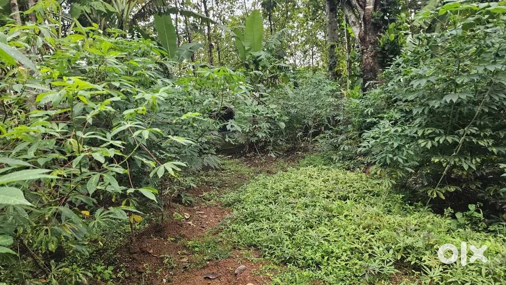 Pullanivila mangattukonam st Thomas school main road to 350mtr 1acer l