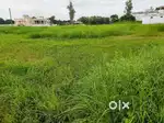 Land for Sale ( 5 Bissa ) in Ilimpur, Godhana