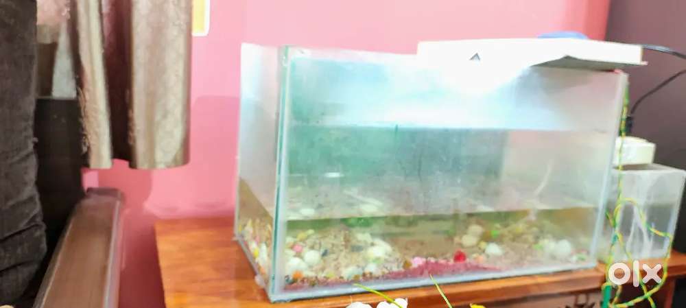 Fish aquarium tank