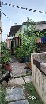 Shed, 2.50sents