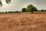 5 acre land Nunsar, chihunta village.