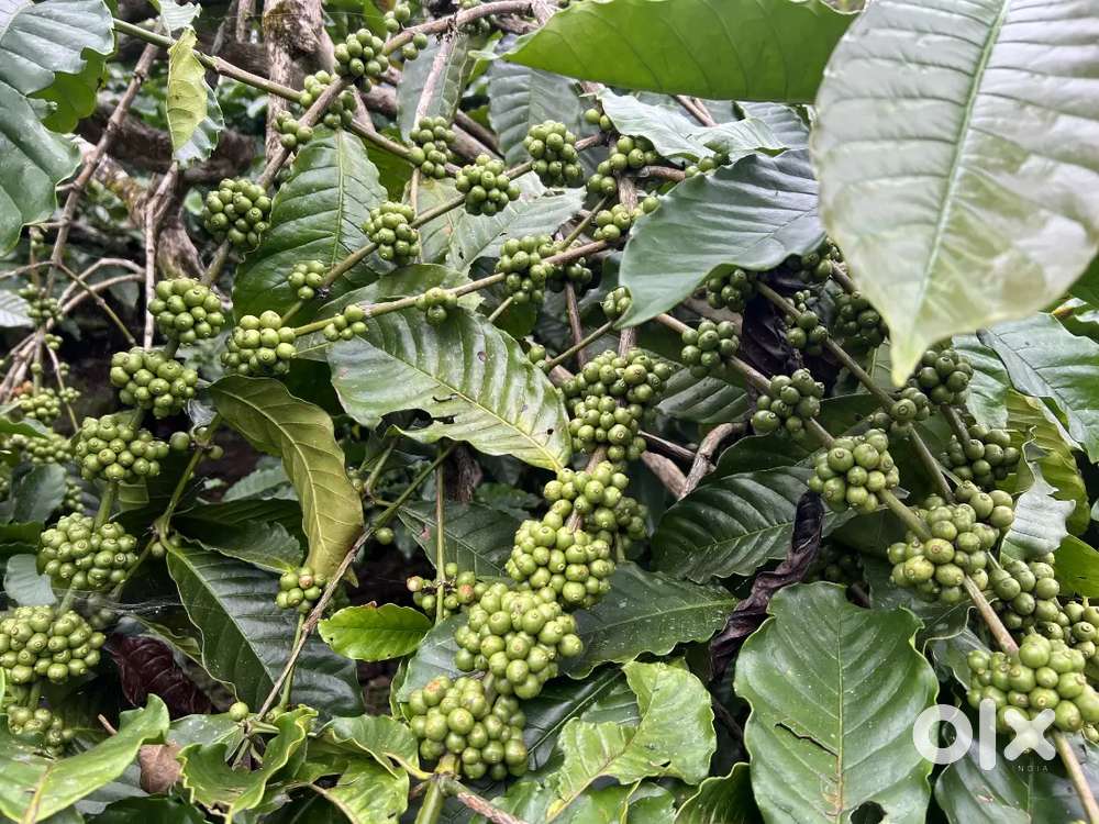 2.5 ACRE WELL MAINTAINED COFFEE LAND FOR SALE IN VADUVANCHAL