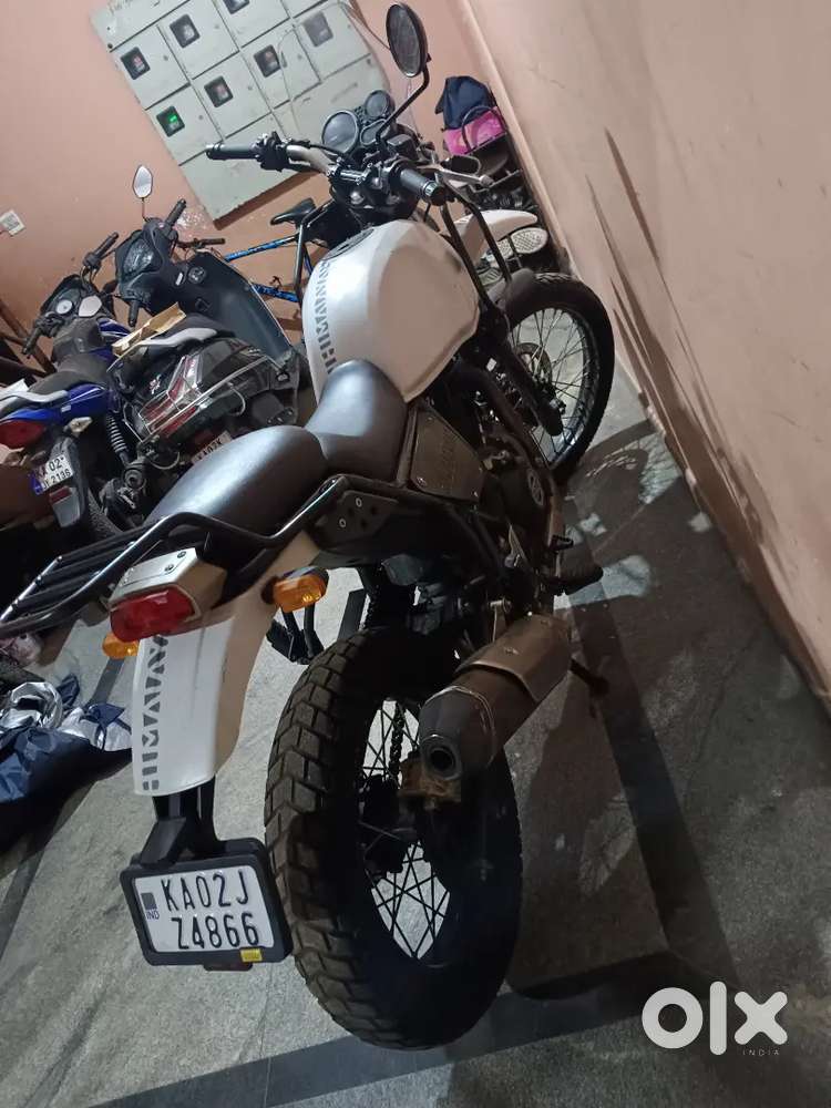 White color Himalayan