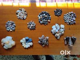 Natural Seashells