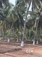 Land / Coconut farm