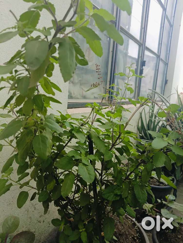 I m selling my land at golaghat furkating rd.road side first plot