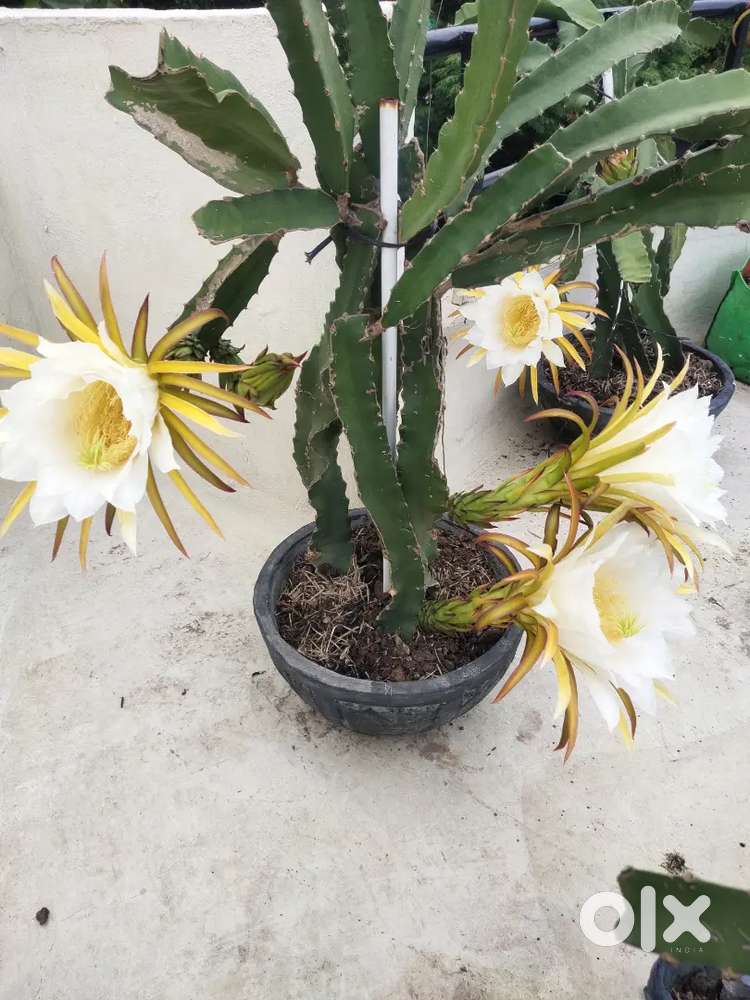 Dragon fruit plants