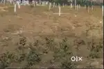 Residential Plot at New Ameen Nagar, Kadiri