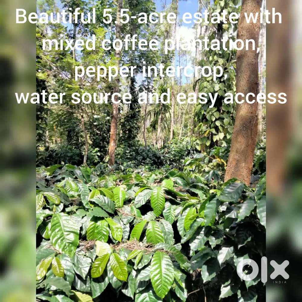5.5 acre coeffe estate with water source near chikkamagaluru