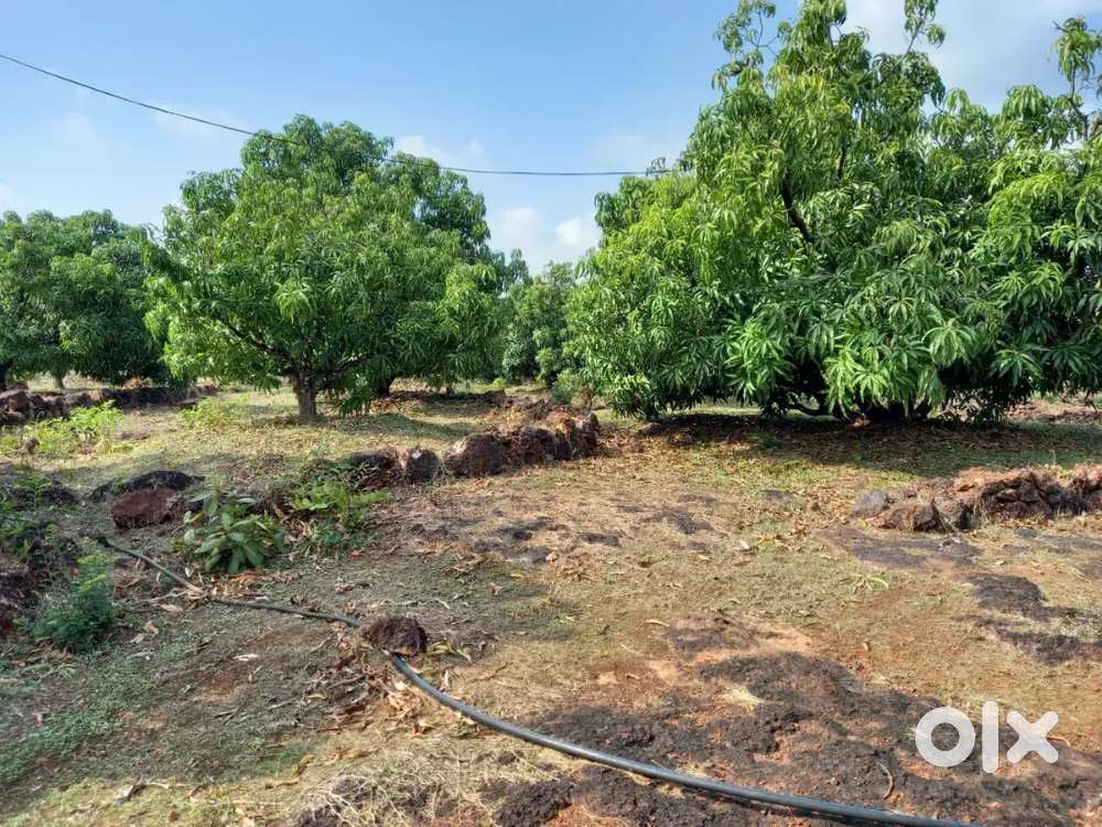Mango Farm with bungalow and Goat shed
