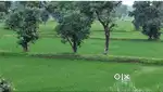 Dhelwadih 7 ekad adiwasi krishi bhumi
