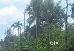 മീനങ്ങാടിയിൽ 7 സെൻറ് ഹൗസിംഗ് പ്ലോട്ട് വില്പനയ്ക്ക്