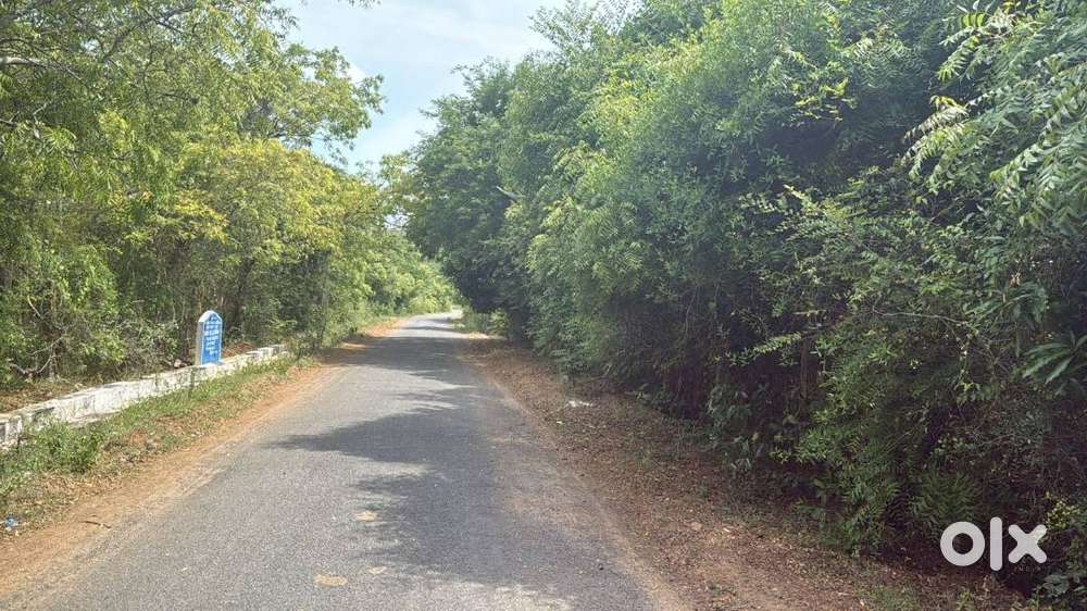 Investment Opportunity! 40 Acres Mango Tree Farm Madhurandhagam