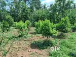 Planting RUBBER