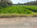 Land / Agriculture land