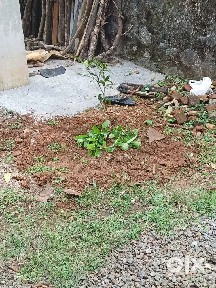 81 Cent Land for Sale ...near Mundankavala, Anicadu west po. kottayam