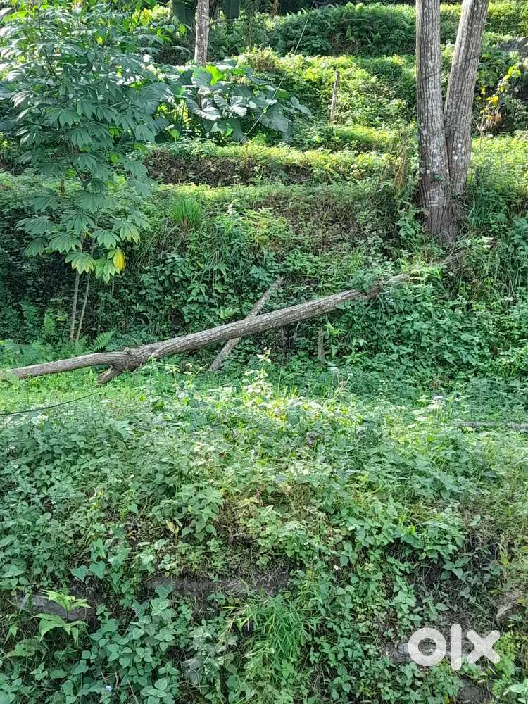 Very nice place this place to saw to kancjanga views