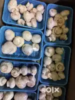 Part time 3 hours in the evening mushroom delivery to shops