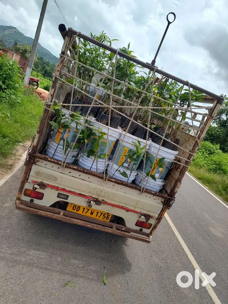 Tata ace gold petrol