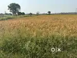 75,000/- per Gunta,Near gajwel,20 Gunta agriculture land for sale