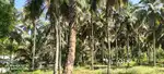 1 acre tar road frontage coconut farm for sale in kozhinjampara,